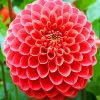 Pink Dahlia Flower paint by numbers