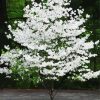 Blooming Dogwood Tree paint by numbers