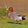 Eurasian Wigeon Male paint by numbers