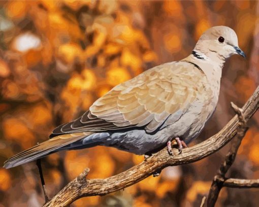 Eurasian Collared Dove Bird paint by numbers