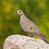 Eurasian Collared Dove paint by numbers