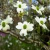 Flowing Plant Dogwood paint by numbers