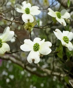 Flowing Plant Dogwood paint by numbers