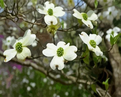 Flowing Plant Dogwood paint by numbers