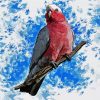 Galah Bird Art paint by numbers