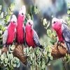 Galah Birds On Branch paint by numbers