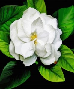 Gardenia Flower Art paint by numbers