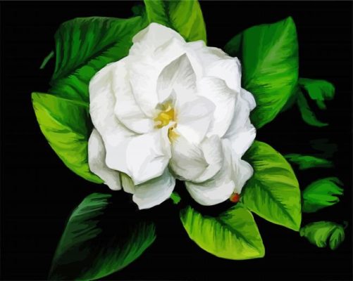 Gardenia Flower Art paint by numbers