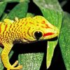 Yellow Gecko Reptile paint by numbers