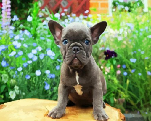 Grey Frenchie Bulldog paint by numbres