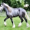 Grey Shire Horse paint by number