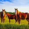 Brown Horses In Field paint by numbers