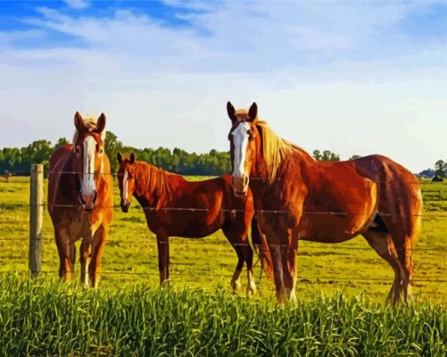 Brown Horses In Field paint by numbers