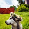 Husky With Flowers Crown paint by numbers