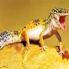 Angry Leopard Gecko paint by numbers