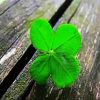 Green Lucky Plant paint by numbers