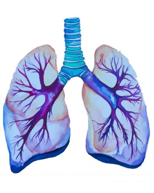 Lungs Art paint by numbers