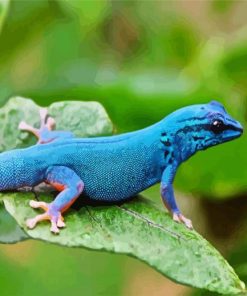 Blue Lygodactylus Wiliamsi Gecko paint by numbers