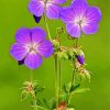 Meadow Cranesbill paint by numbers