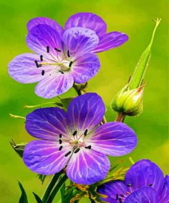 Meadow Cranesbill Flowers paint by numbers