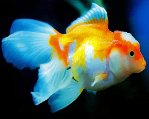 Orange And White Fish paint by numbers