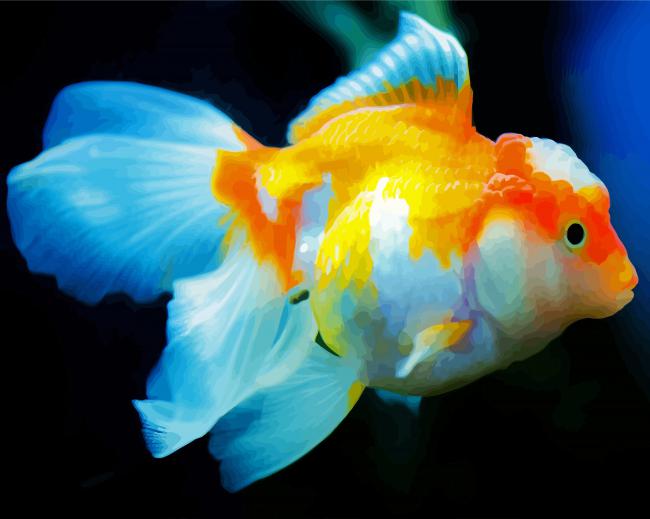 Orange And White Fish paint by numbers