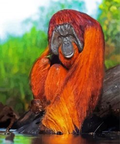 Orangutan Monkey paint by numbers