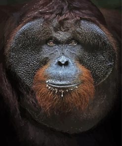 Orangutan Close Up Face paint by numbers