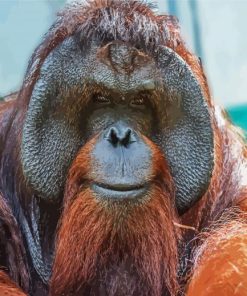 Orangutan Monkey Animal paint by numbers