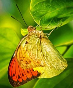 Pieridae Butterfly paint by numbers