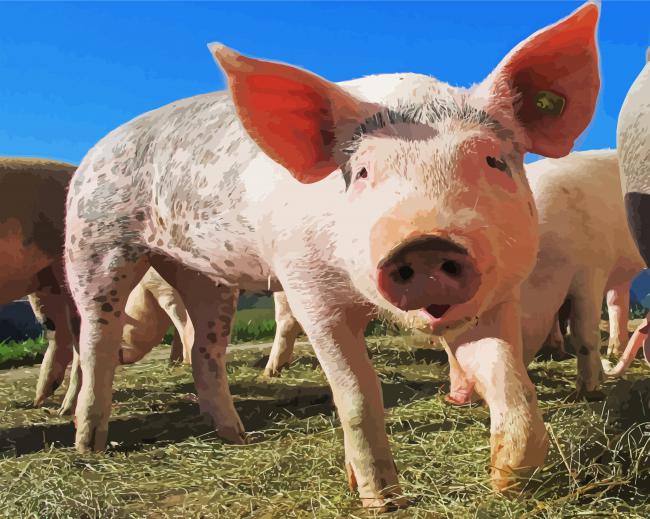 Pig Animal paint by numbers