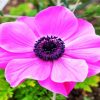 Pink Anemone paint by numbers