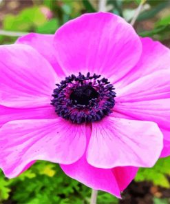 Pink Anemone paint by numbers