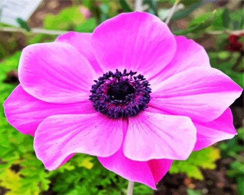 Pink Anemone paint by numbers