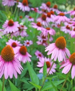 Pink Daisy Wildflower paint by numbers