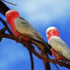 Pink Grey Cockatoo paint by numbers