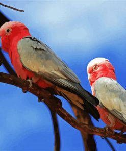 Pink Grey Cockatoo paint by numbers