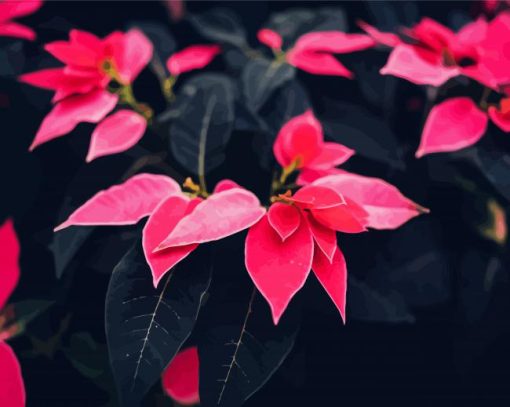 Pink Poinsettia Plants paint by numbers