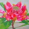 Pink Waratah Plant paint by numbers