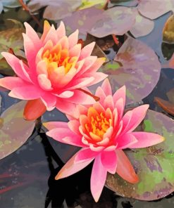 Pink Water Lilies paint by numbers