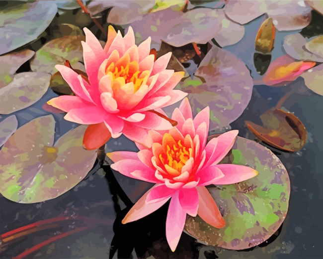 Pink Water Lilies paint by numbers