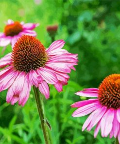 Purple Coneflowers paint by numbers