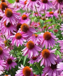 Coneflowers Wildflowers paint by numbers