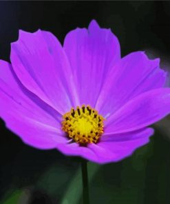 Purple Cosmos Flower paint by numbers