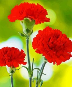 Red Carnation Flowers paint by numbers