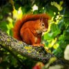 Red Squirrel On Tree paint by numbers