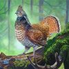 Ruffed Grouse On Branch paint by numbers