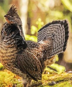 Ruffed Grouse Bird paint by numbers