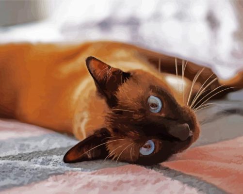 Siamese Cat paint by numbers