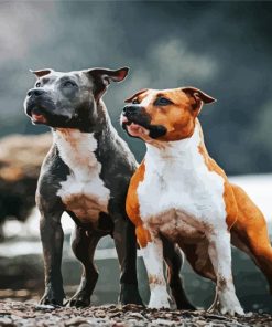 Staffordshire Bull Terrier paint by numbers